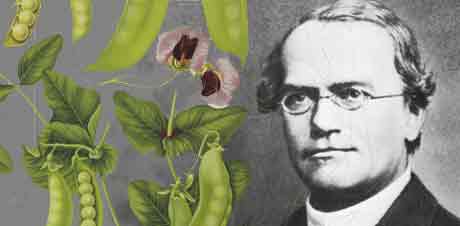 mendel feature2