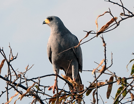 wChanting goshawk