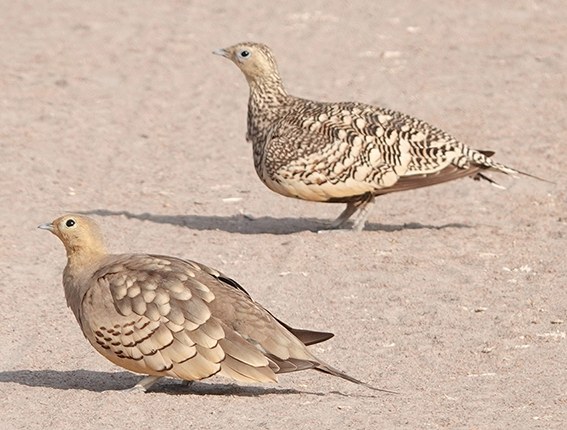 wChestnutbellied sandgrouse2