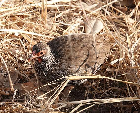 wRed necked spurfowl